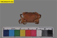 藏品(皺紋團扇蟹)的圖片